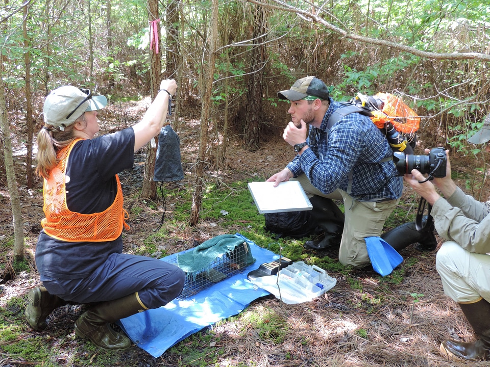 Biologists tagging Delmarva Peninsula fox squirrels-3