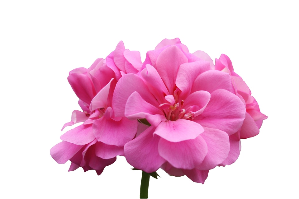 Bloom blossom open