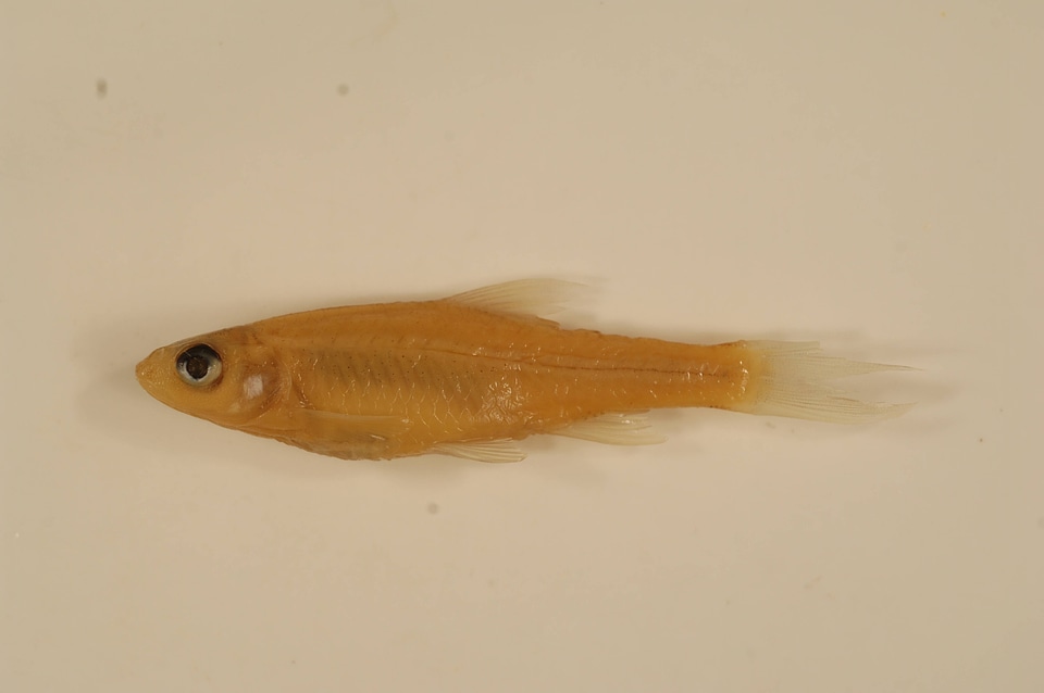 Notropis buchanani-1