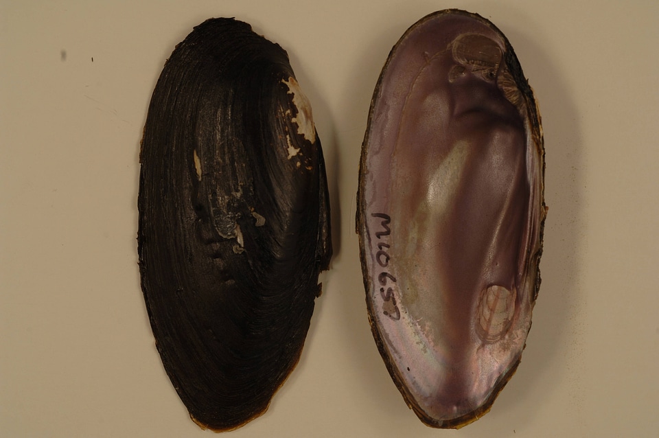 Elliptio dilatata (outside)-1