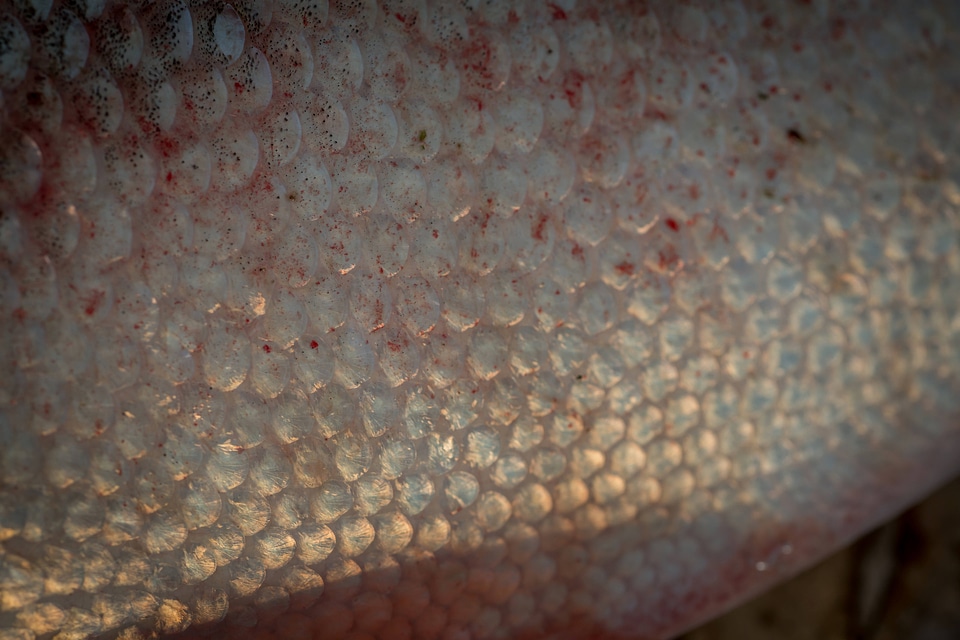 Silver carp scales-2