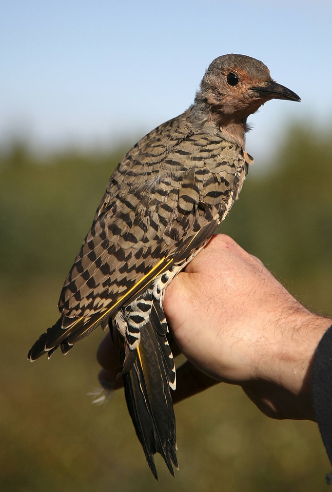 Northern flicker, yellow-shafted-2