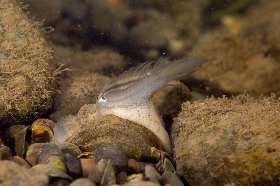 Plain pocketbook mussel displaying lure, fish mimic with eye spot-1