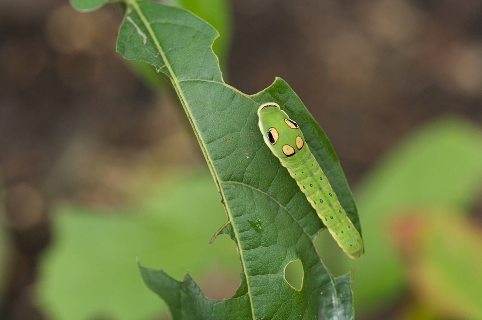 Spicebush swallowtail larvae-1