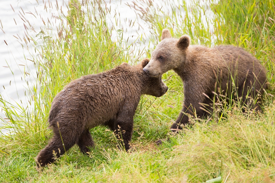 Kodiak brown bear cubs-1