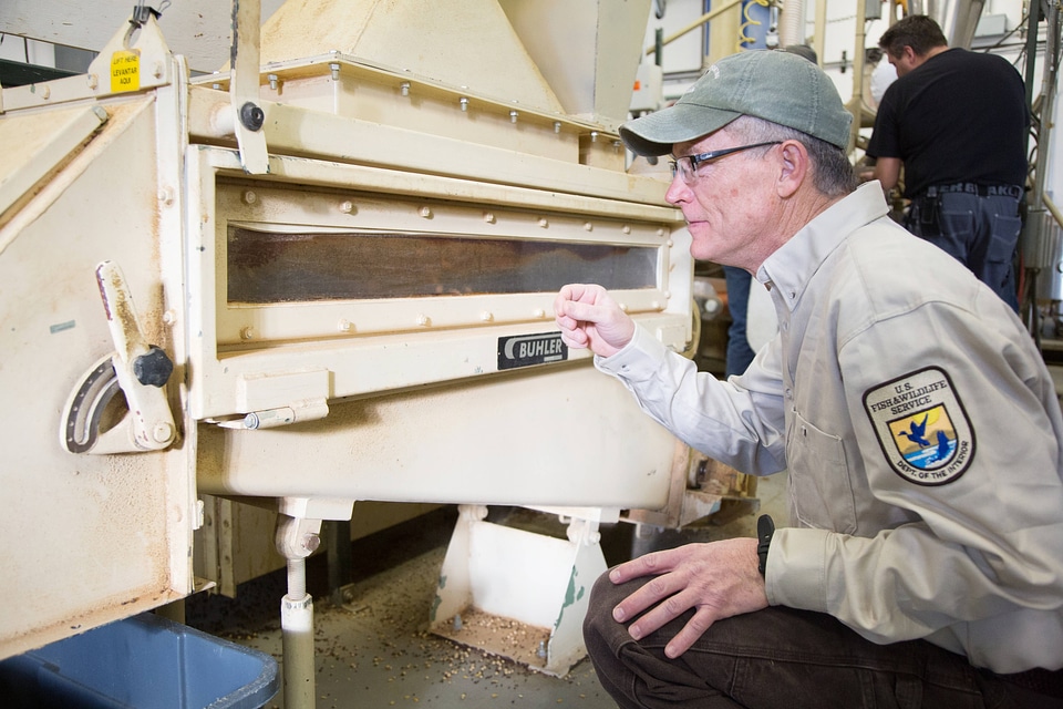 Fish Nutritionist dries and inspects fish food-1