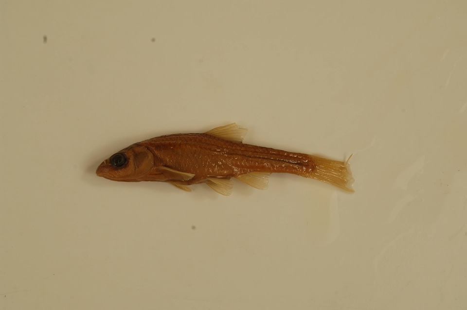 Hybopsis dorsalis-3
