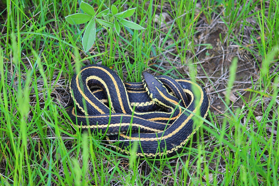 Plains garter snake