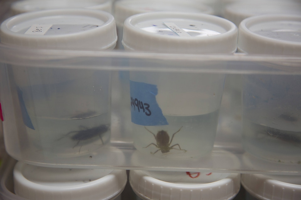 Hine's emerald dragonfly ready for examination by researchers-1