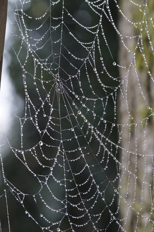 Arachnids symmetry dewdrop