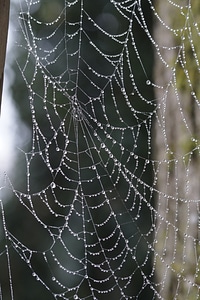 Arachnids symmetry dewdrop photo