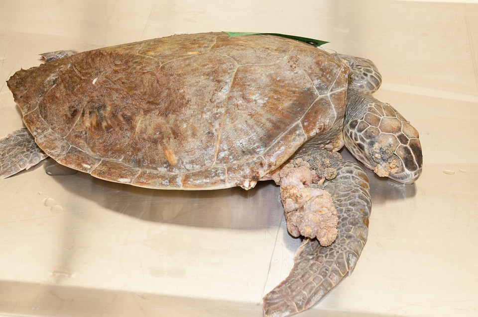 Marine Mammal Stranding Course at NCTC-2