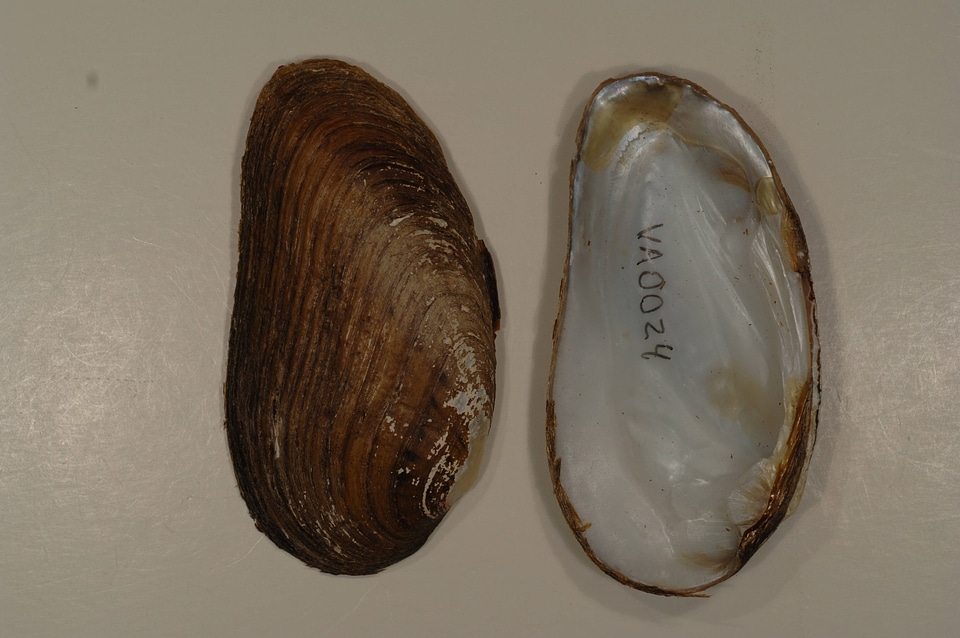 Ptychobranchus fasciolaris-1