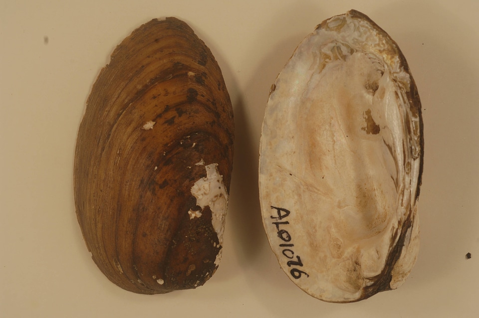 Pleurobema decisum-6