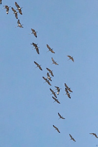 Mississippi Sandhill Crane-3