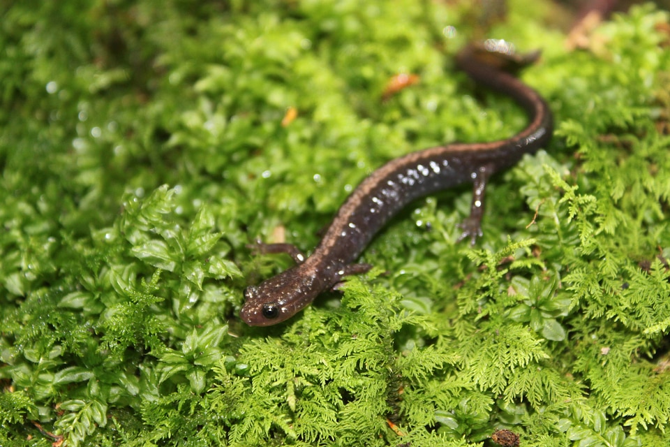 Shenandoah salamander