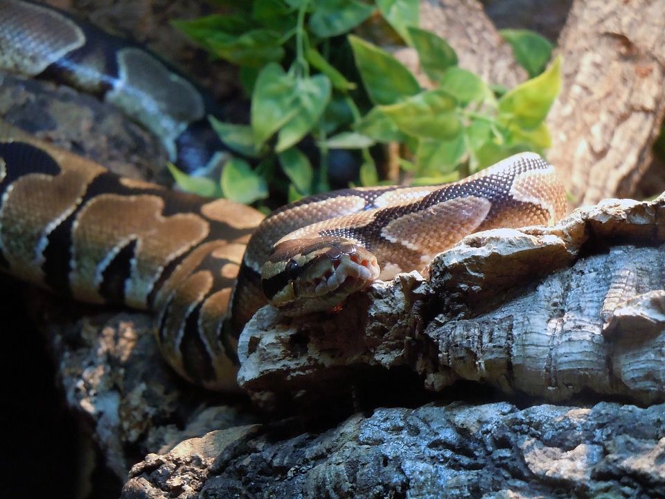 Constrictor reptile licked