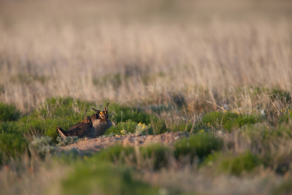 Lesser Prairie-Chicken-1