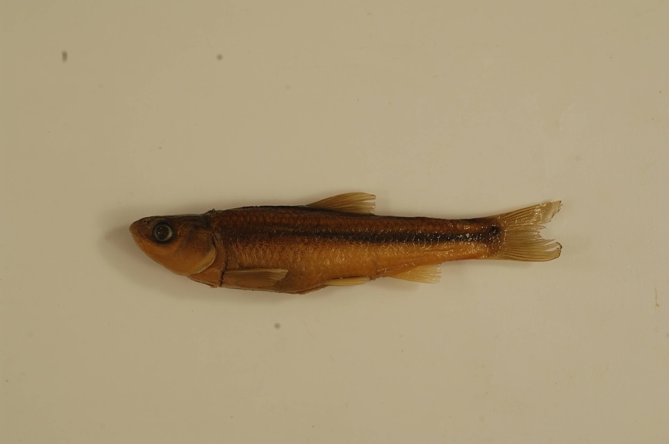 Hybognathus hankinsoni-3