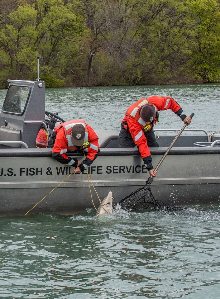 USFWS Fisheries crew in boat capturing lake sturgeon-1