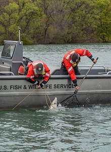 USFWS Fisheries crew in boat capturing lake sturgeon-1