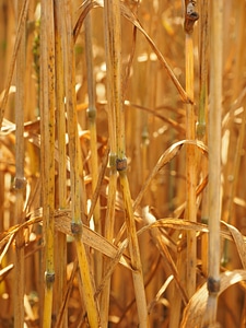 Wheat wheat stalks golden yellow