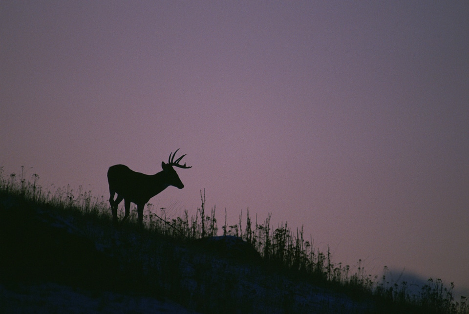 White-tailed Deer-1