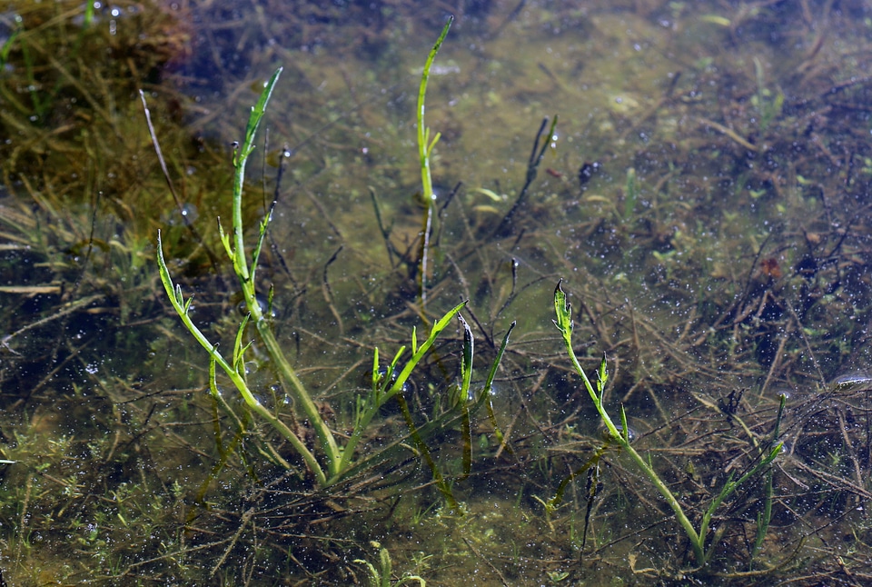 San Diego button celery-1