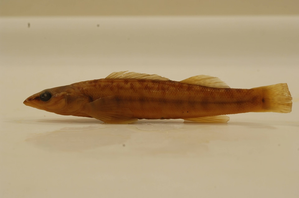 Percina oxyrhynchus-1