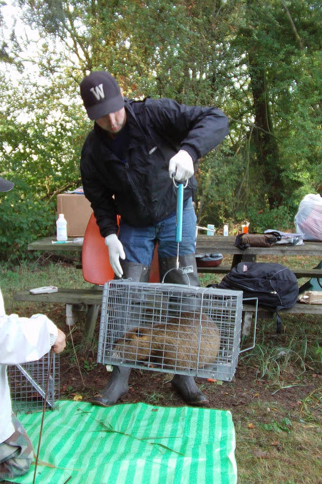Weighing Caged Nutria