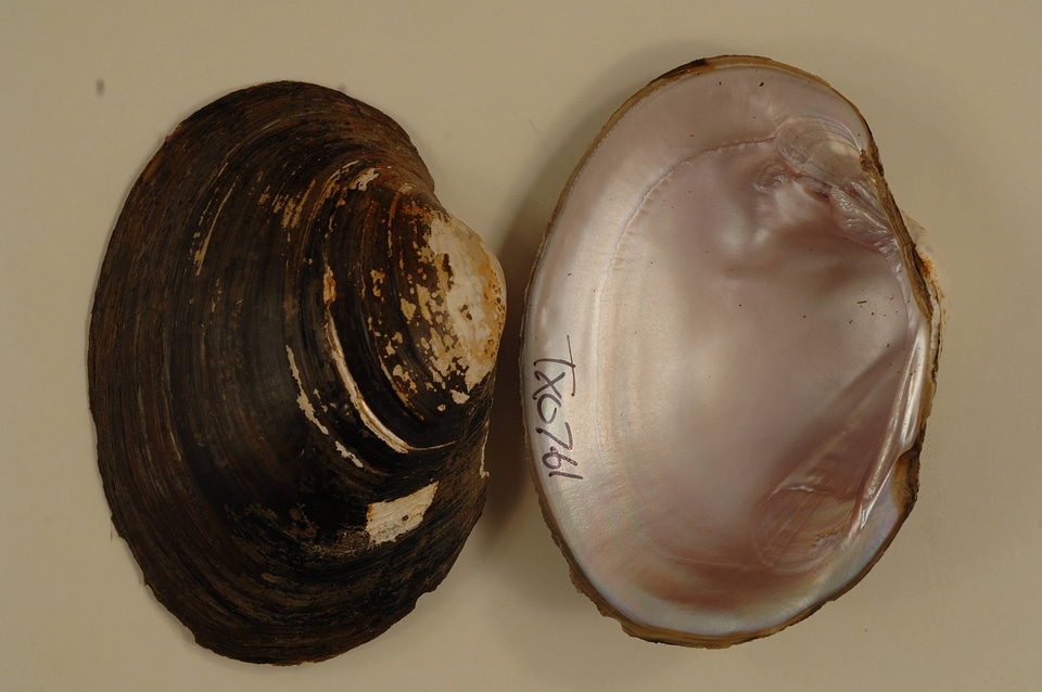 Cyrtonaias tampicoensis-4