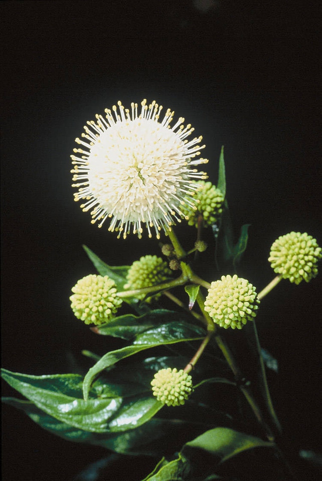 Buttonbush-4
