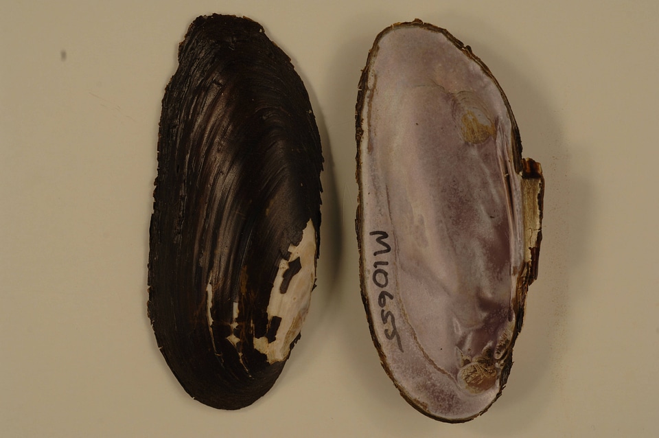 Elliptio dilatata-3
