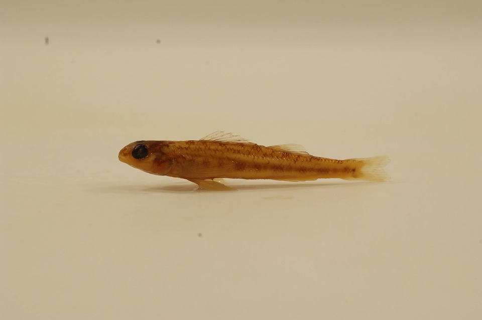 Percina copelandi-2