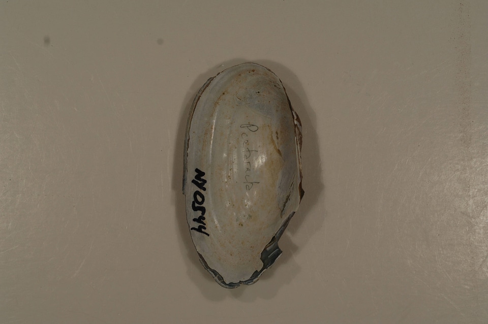 Pyganodon cataracta (inside)-3