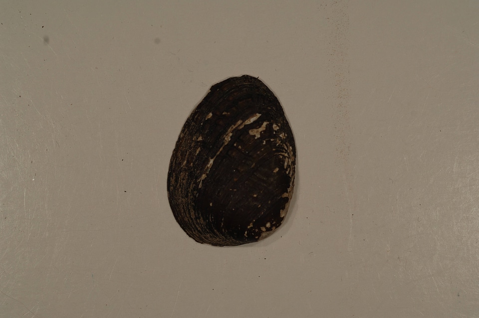 Lemiox rimosus (outside)