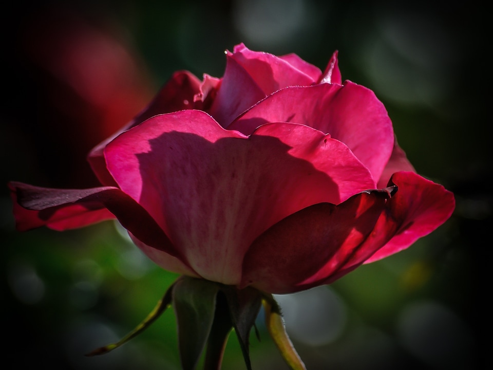 Beauty romantic petals