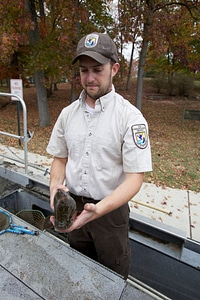 Electrofishing for Northern Snakehead-4