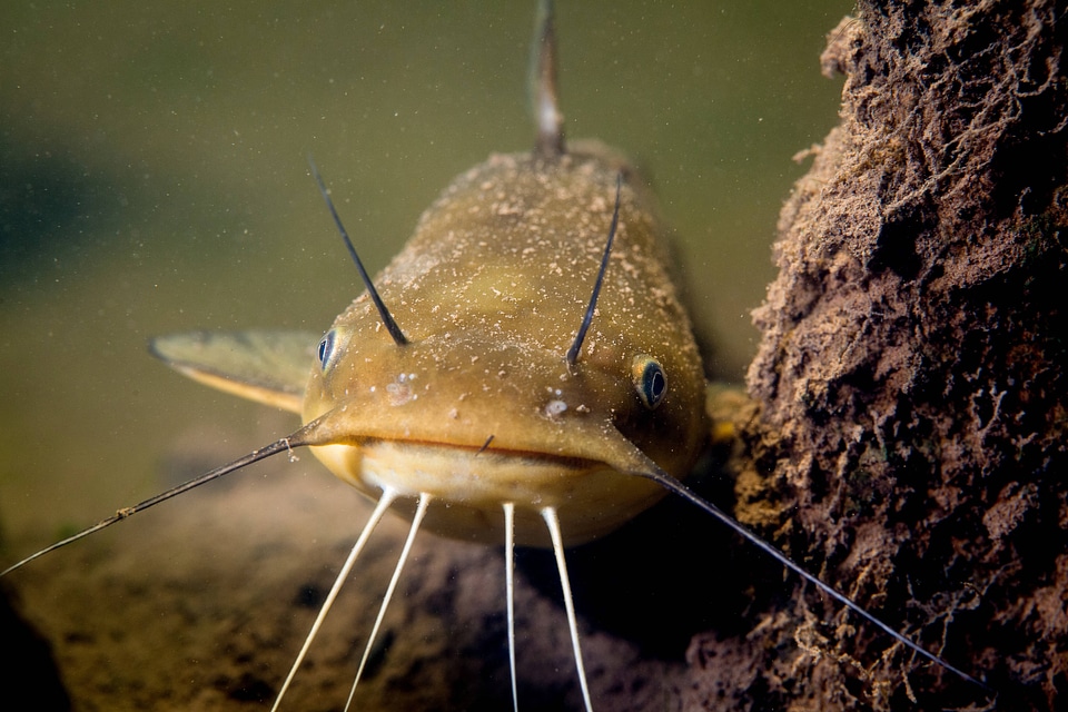 Yellow bullhead catfish-4