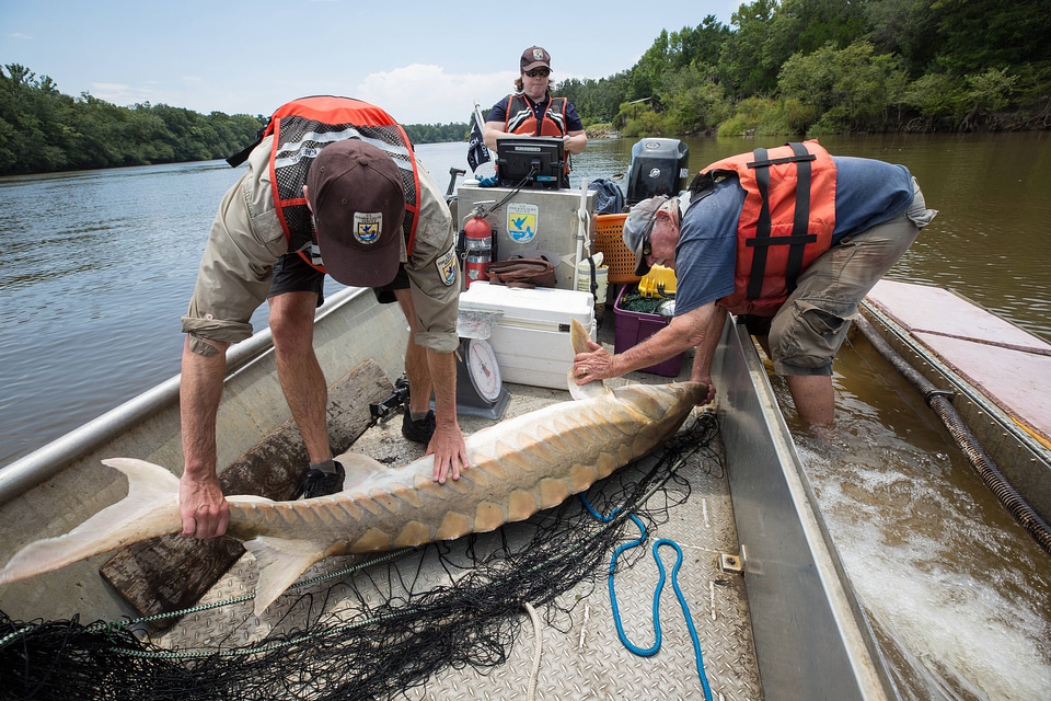 Biologists capture a Gulf sturgeon in river-4
