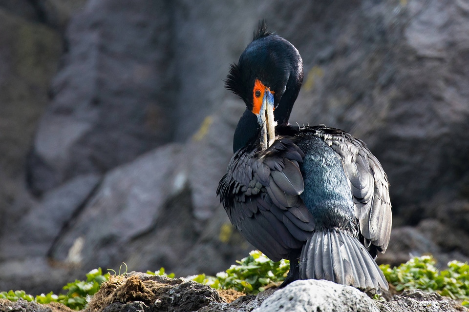 Red-faced cormorant-1