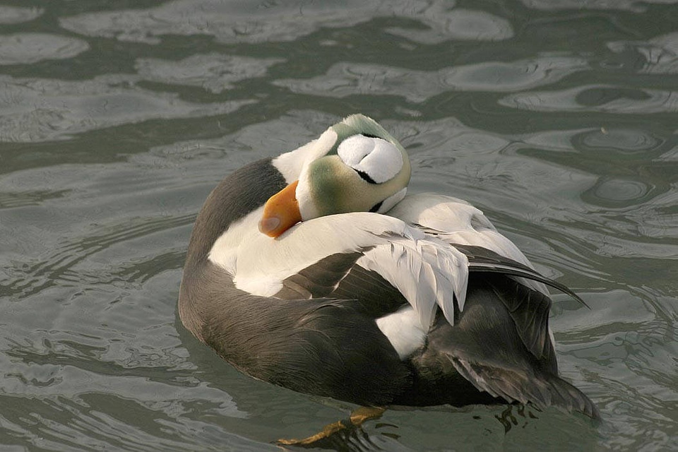 Spectacled eider male-4