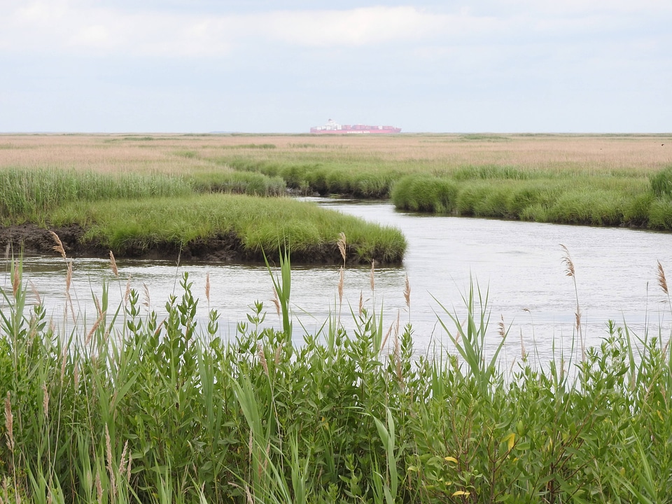 Scenic view from the Wildlife Drive at Bombay Hook National Wildlife Refuge-3