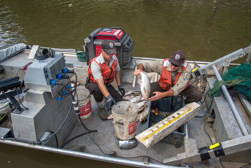 U.S. Fish and Wildlife Service workers measure invasive Silver carp-6