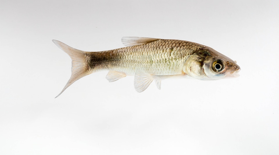 Black Carp Juvenile-4