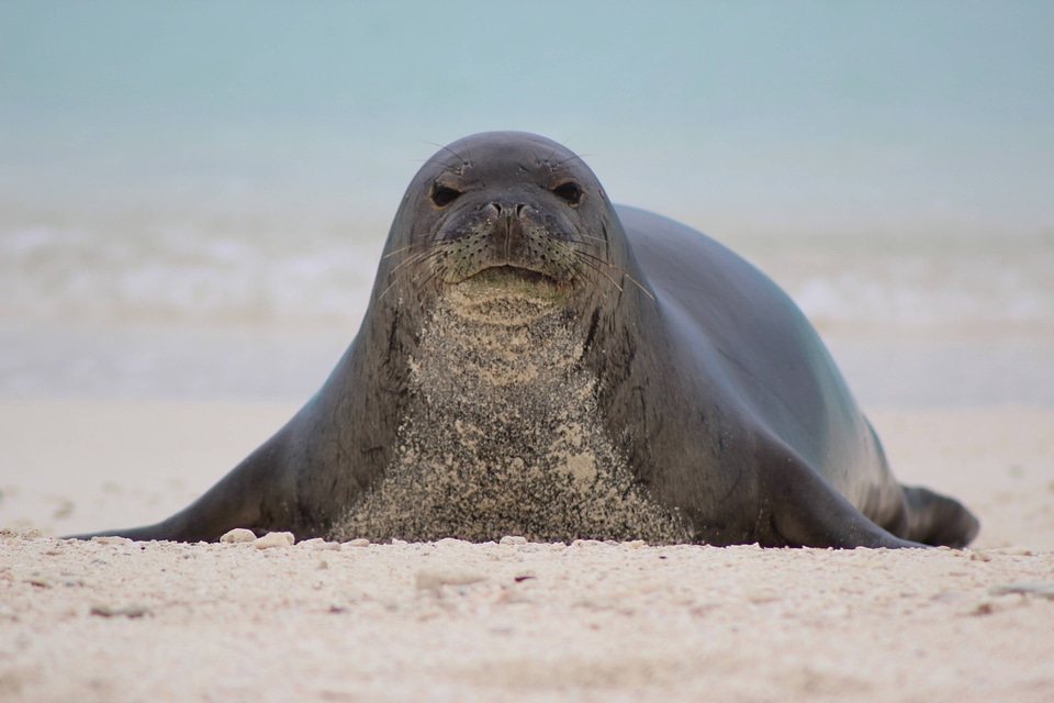 Hawaiian monk seal-4
