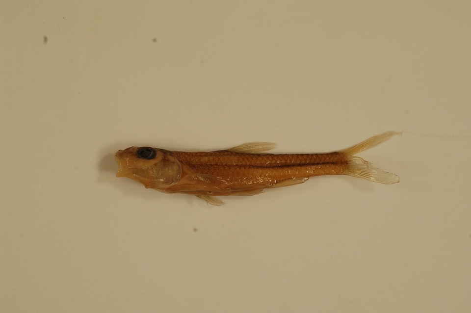 Notropis buccatus-5