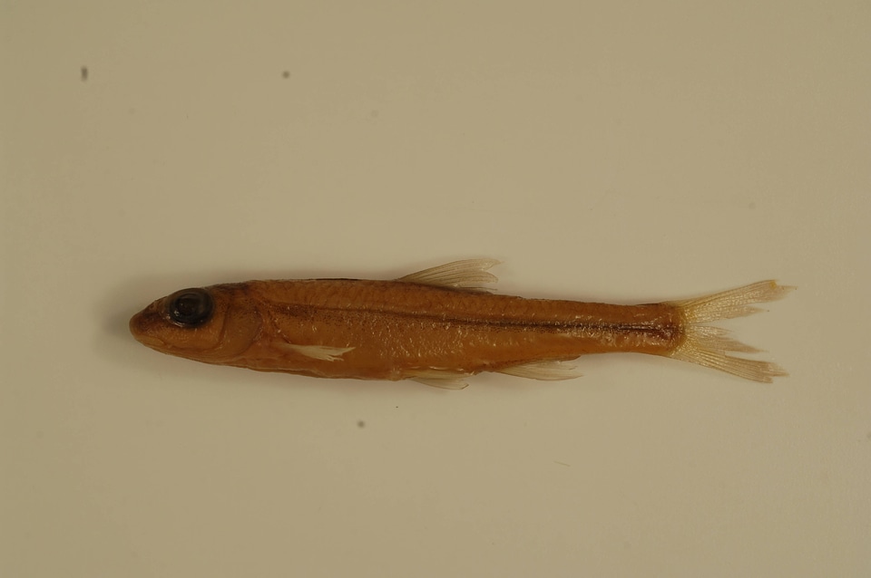 Hybopsis amblops-2