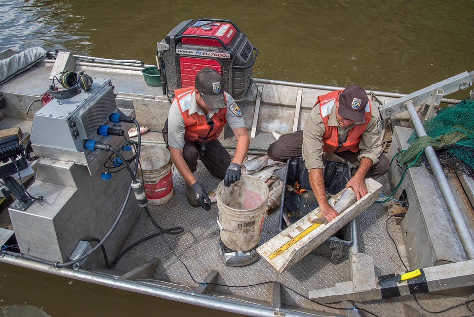 U.S. Fish and Wildlife Service workers measure invasive Silver carp-4