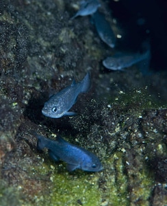 Devils Hole pupfish-1